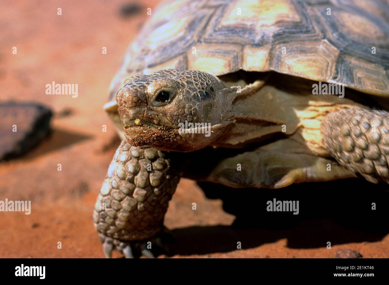 Desert tortoise (Gopherus agassizii) in the Red Cliffs Desert Tortoise Reserve in SW Utah Stock Photo