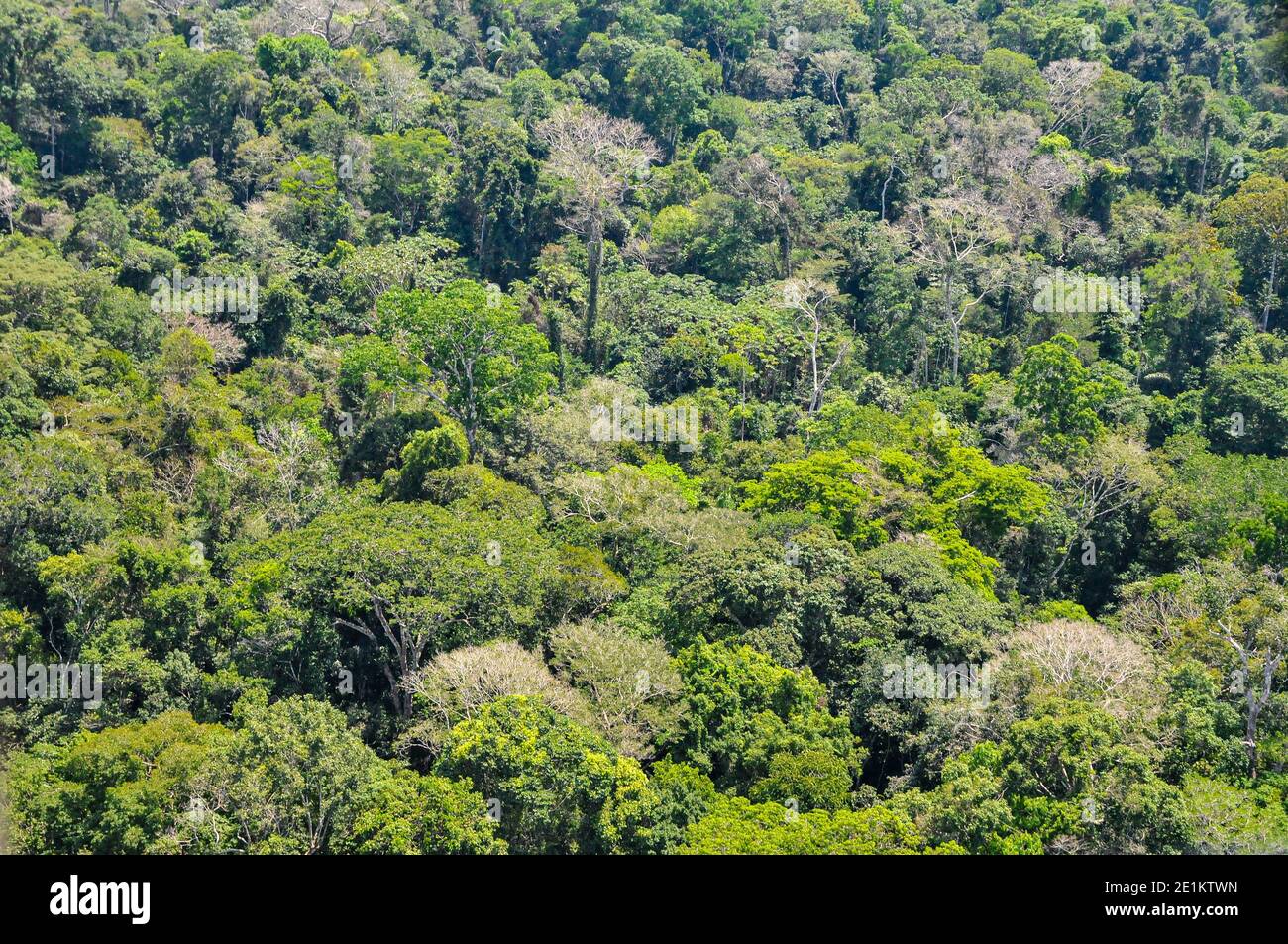 Aerial view of the Brazilian rainforest Stock Photo