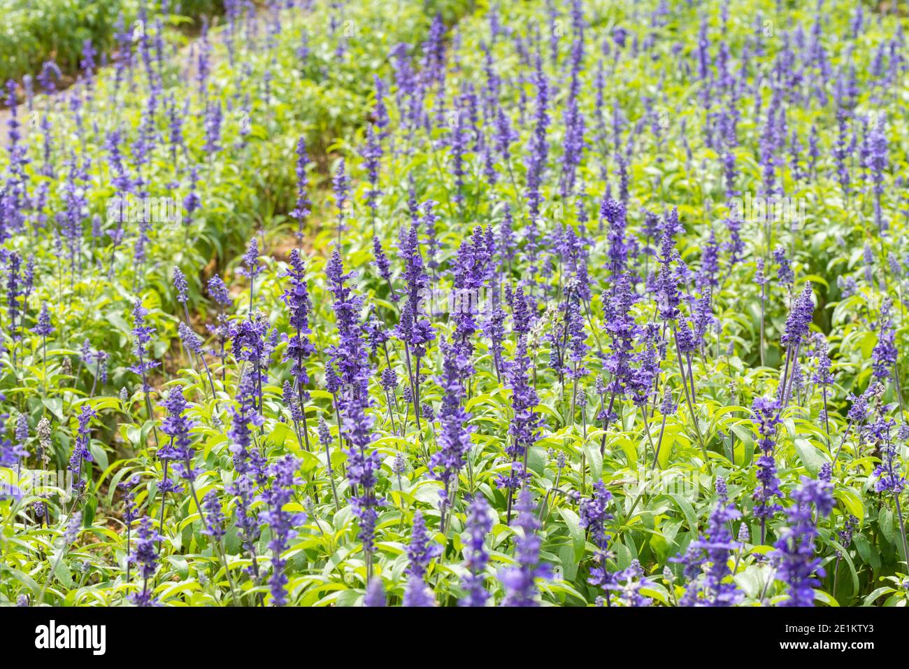 Macro of blue Salvia flower (blue sage) in a farmland Stock Photo