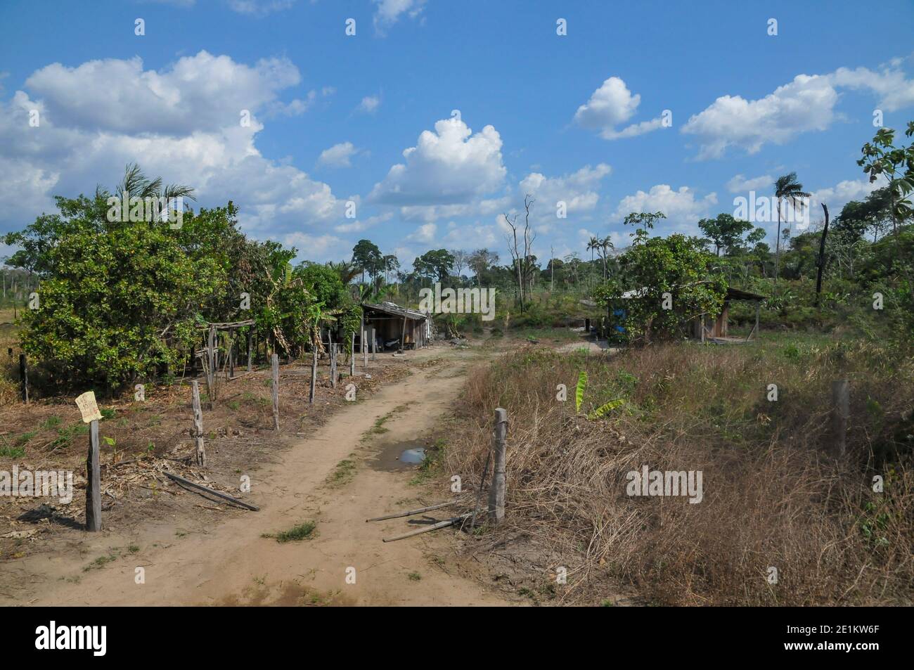 Amazon rainforest deforestation cattle hires stock photography and