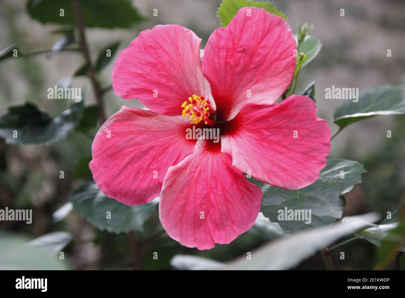 Gumamela flower in the center hires stock photography and images Alamy