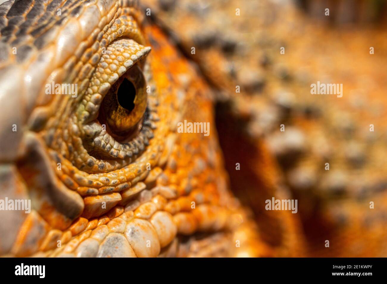 selective focus of the red iguana's eye. concept of macro photo of mammals with focus to the eye view the camera. Iguanas are a genus of lizards that Stock Photo