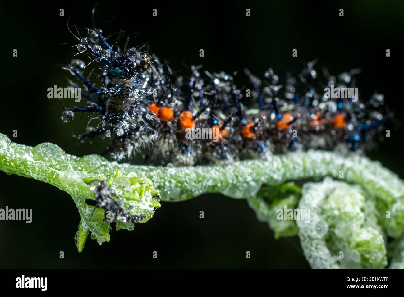 selectively focus of black caterpillar on moldy plants. animal that has ...