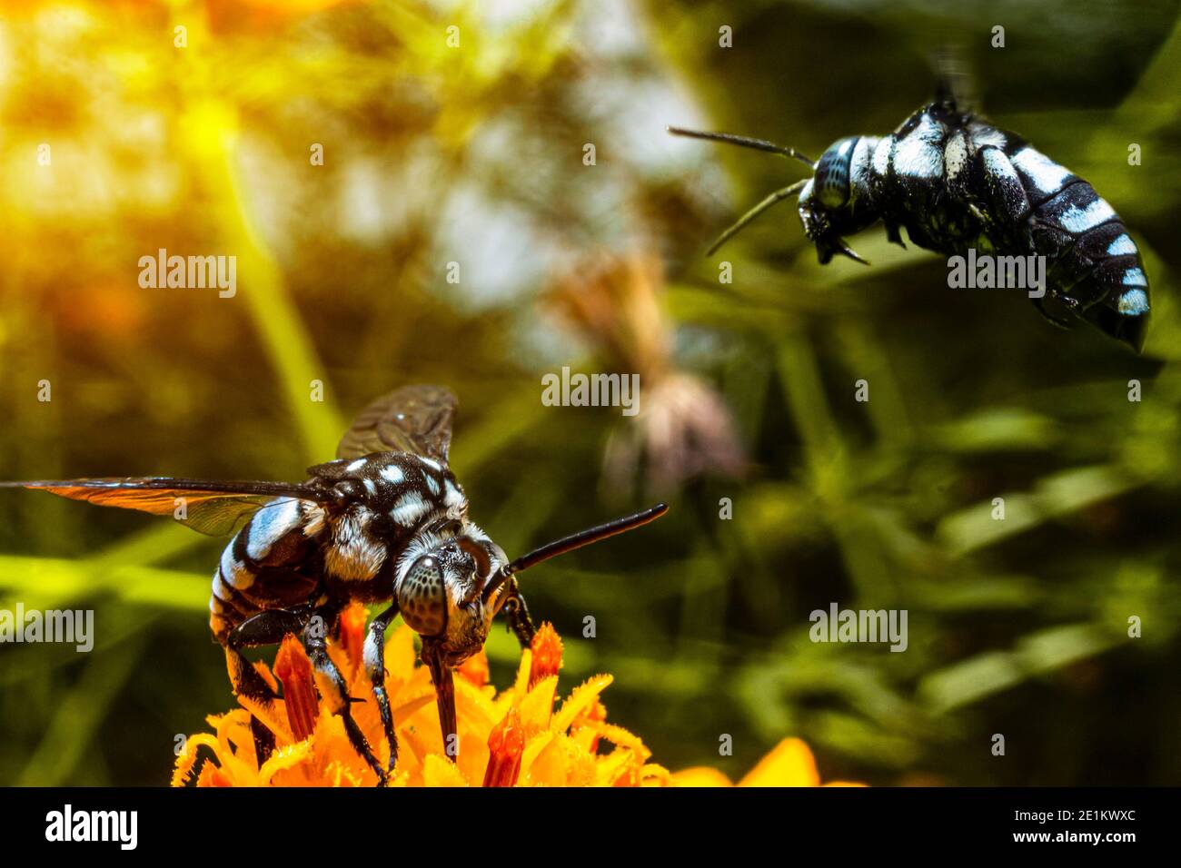 The blue honey wasp is looking for flower essence food in the wild, when two black wasps are flying and eating Stock Photo