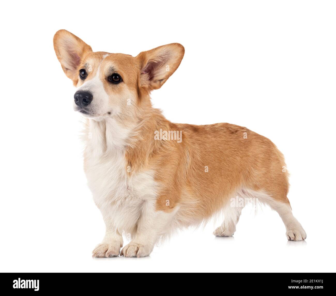 young Pembroke Welsh Corgi in front of white background Stock Photo - Alamy