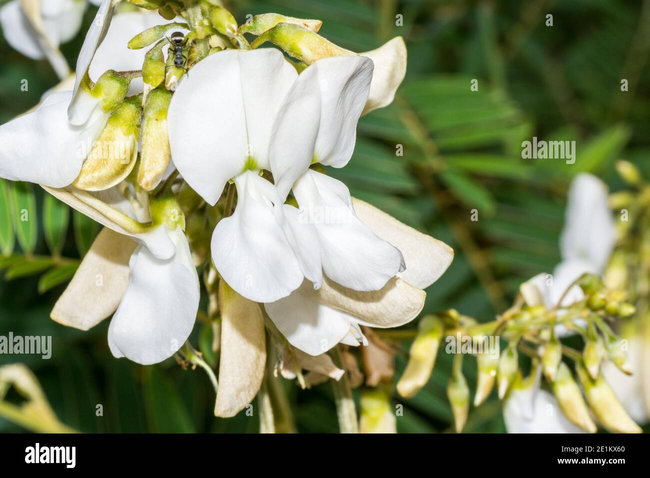 Macro of flowers of a white hoarypea (Tephrosia candida) against green foliage Stock Photo