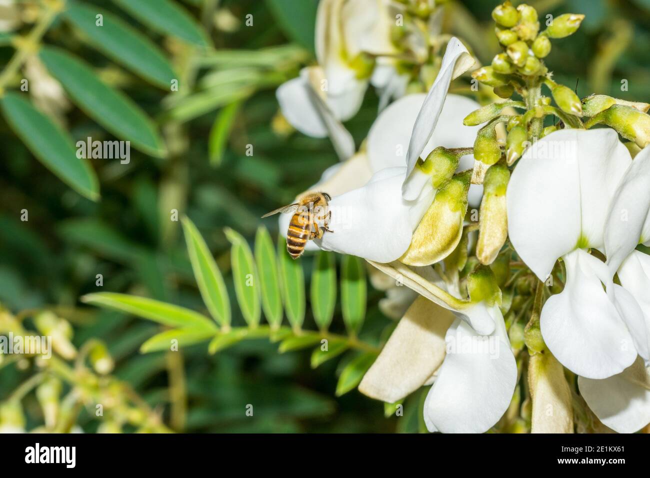 Macro of bee collecting nectar on white hoarypea (Tephrosia candida)  against green foliage Stock Photo