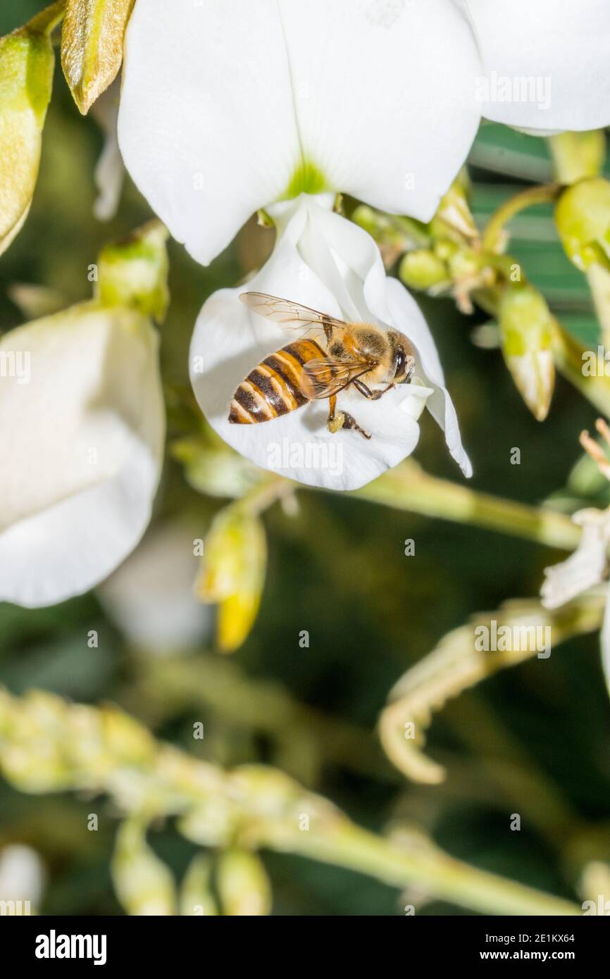 Macro of bee collecting nectar on white hoarypea (Tephrosia candida)  against green foliage Stock Photo
