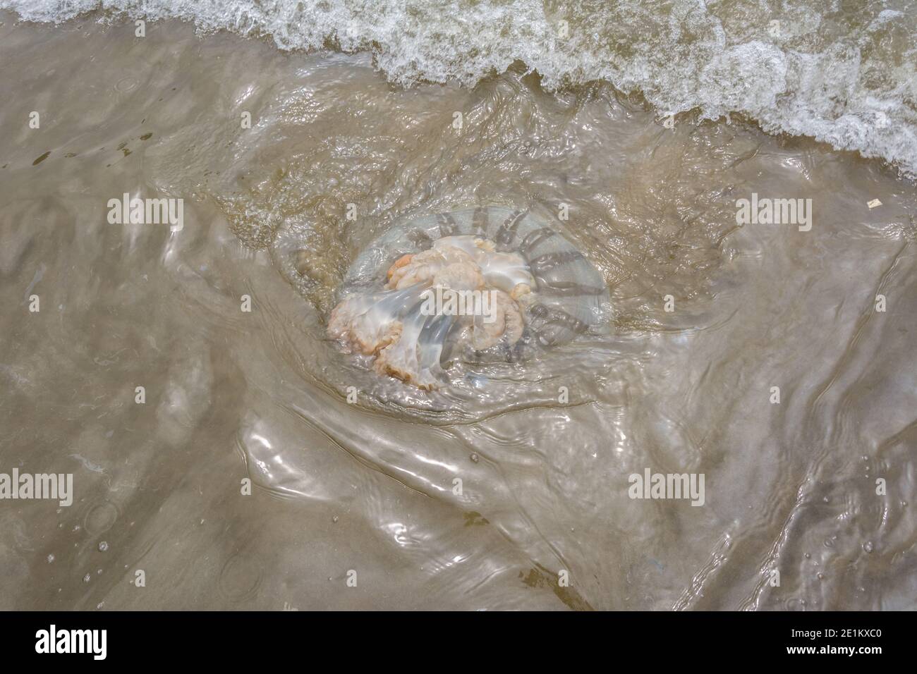 Jelly fish swimming in the sea at beach Stock Photo