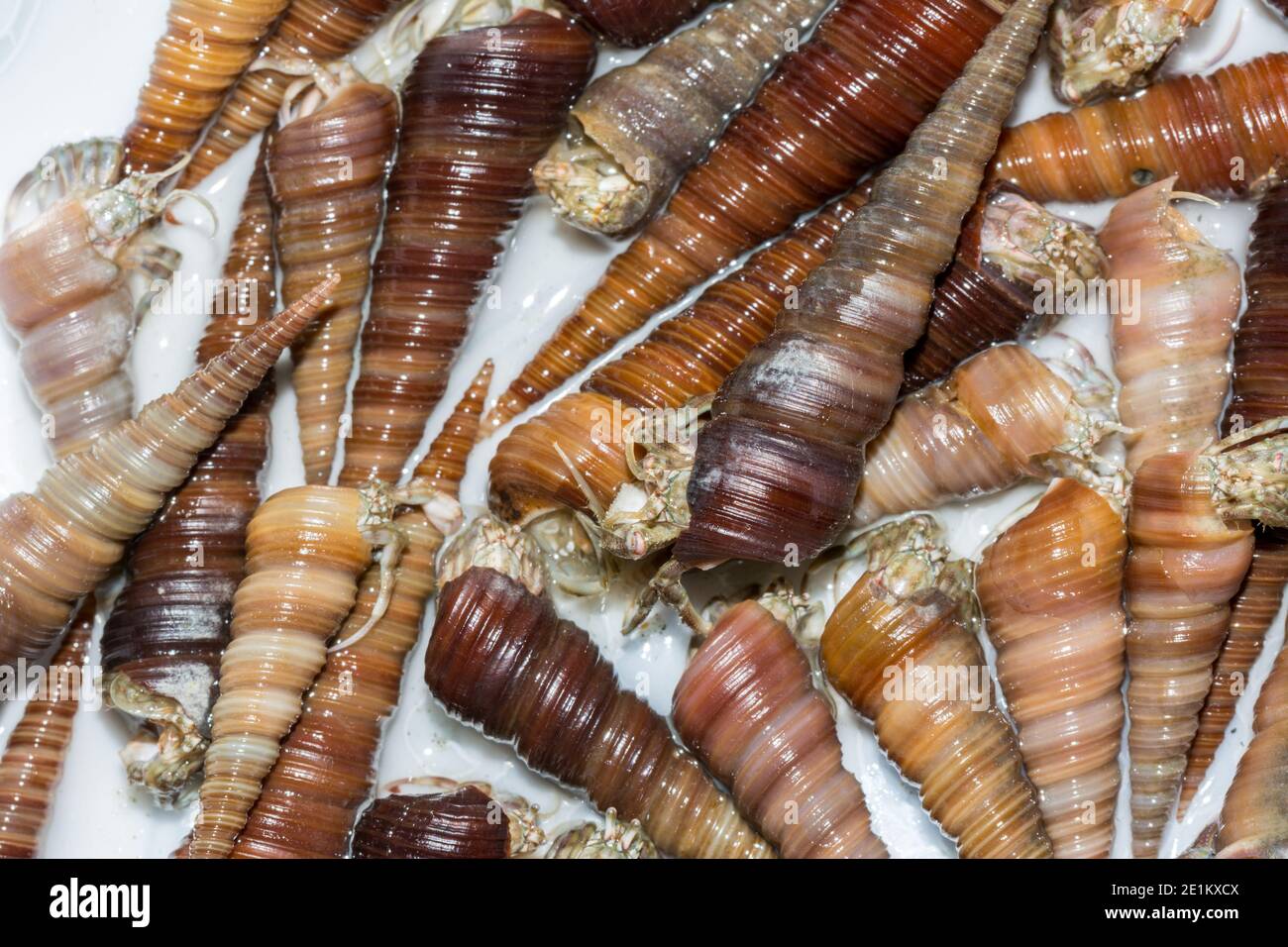 Hermit crabs with spiral shells ready to be cooked in the restaurant Stock Photo