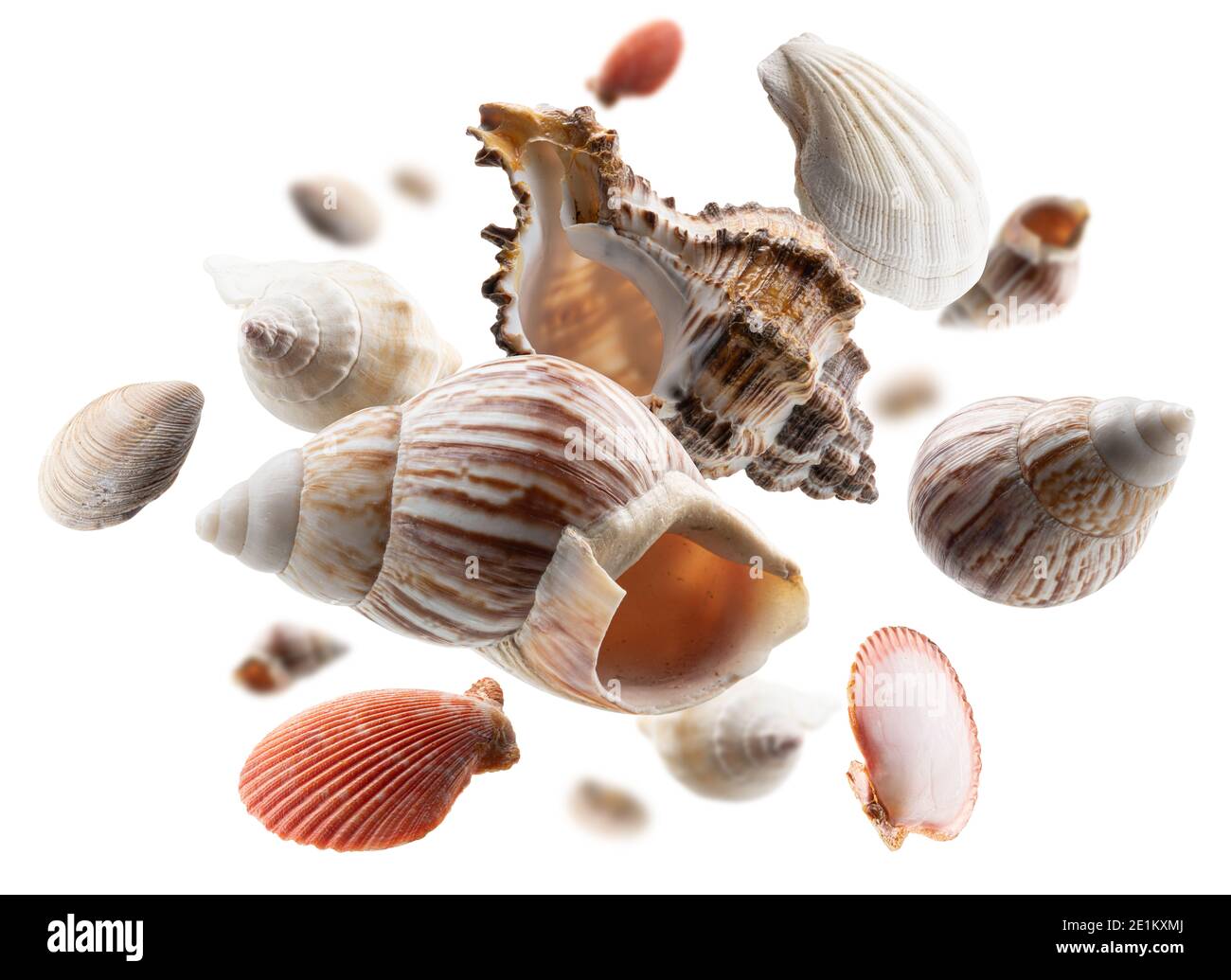 Beautiful seashells levitate on a white background Stock Photo