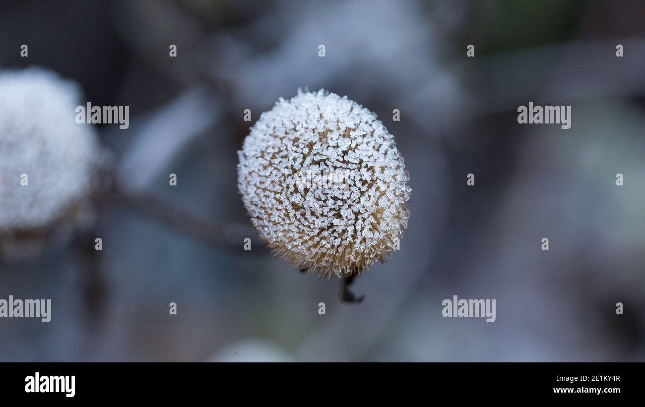 Top down view on a dried flower covered with numerous ice crystals. Symbol for cold weater and winter season. Stock Photo