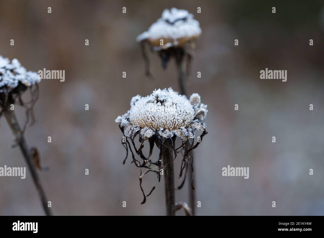 Close-up of dried flower covered with ice crystals. Symbol for cold weather and winter season. Stock Photo