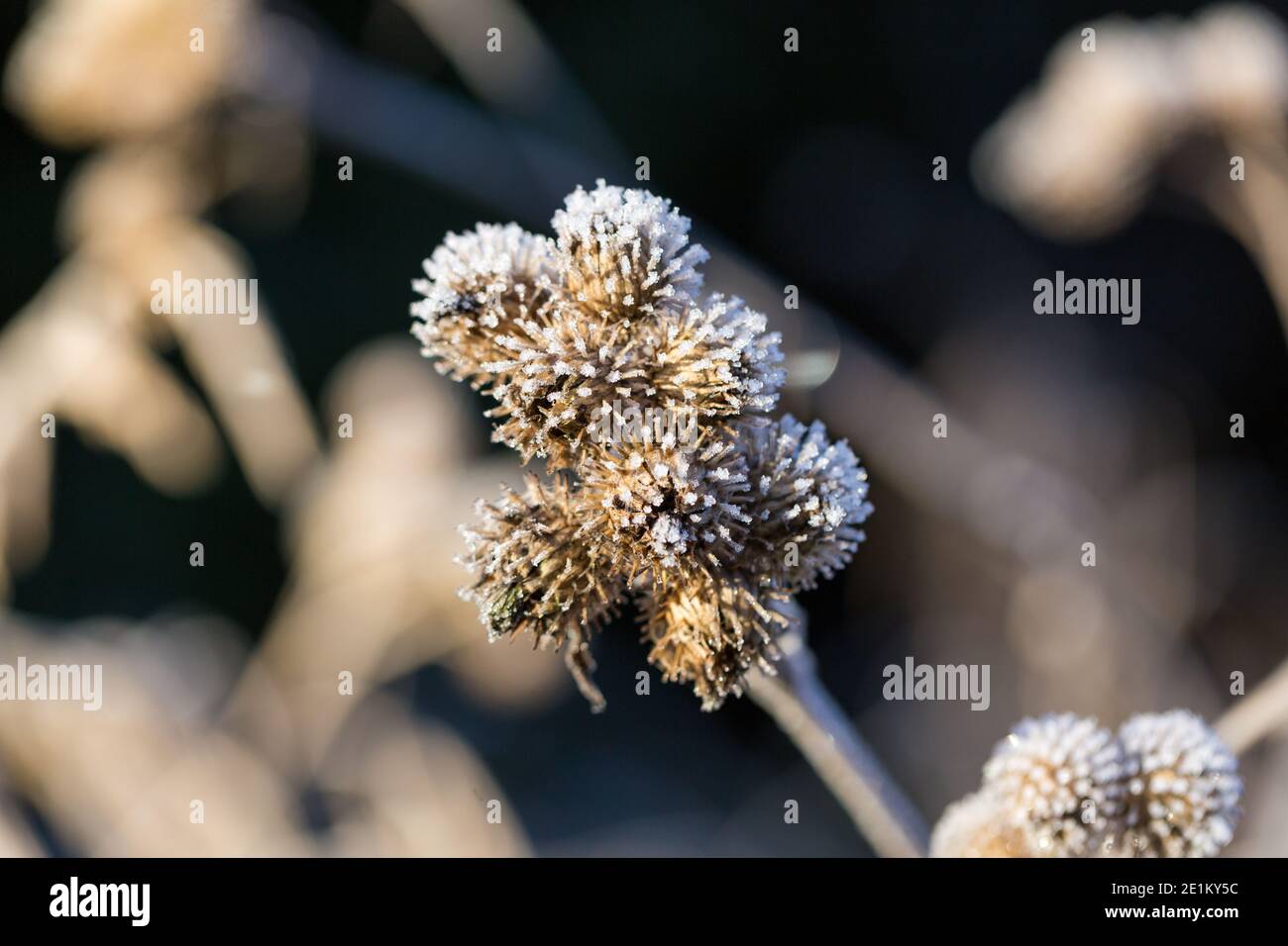 Close-up of several dried and round thistle fruits covered with ice. During a cold winter day. Stock Photo