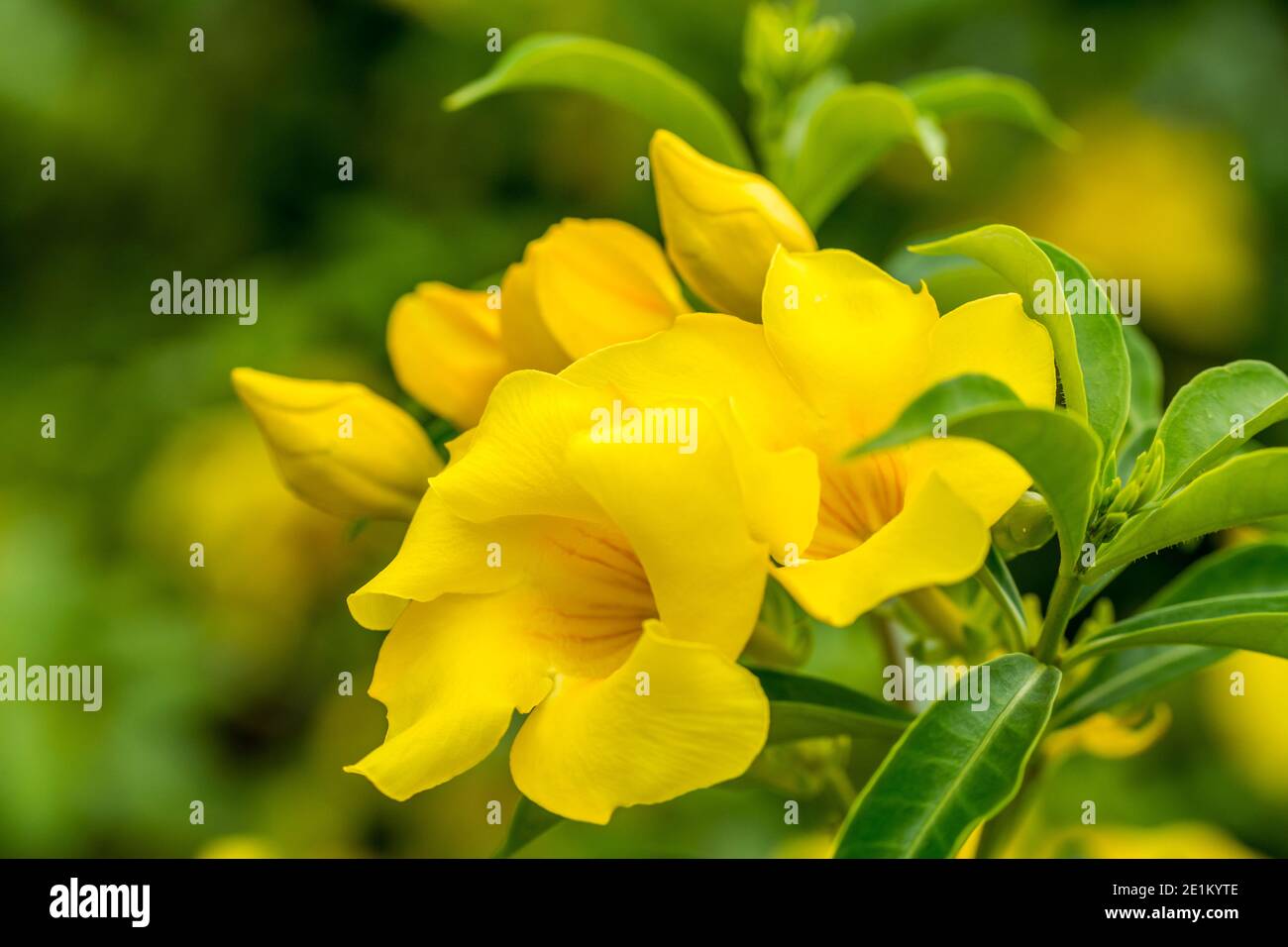 A group of Allamanda cathartica, also called golden trumpet flower, a species of flowering plant of the genus Allamanda in the family Apocynaceae Stock Photo