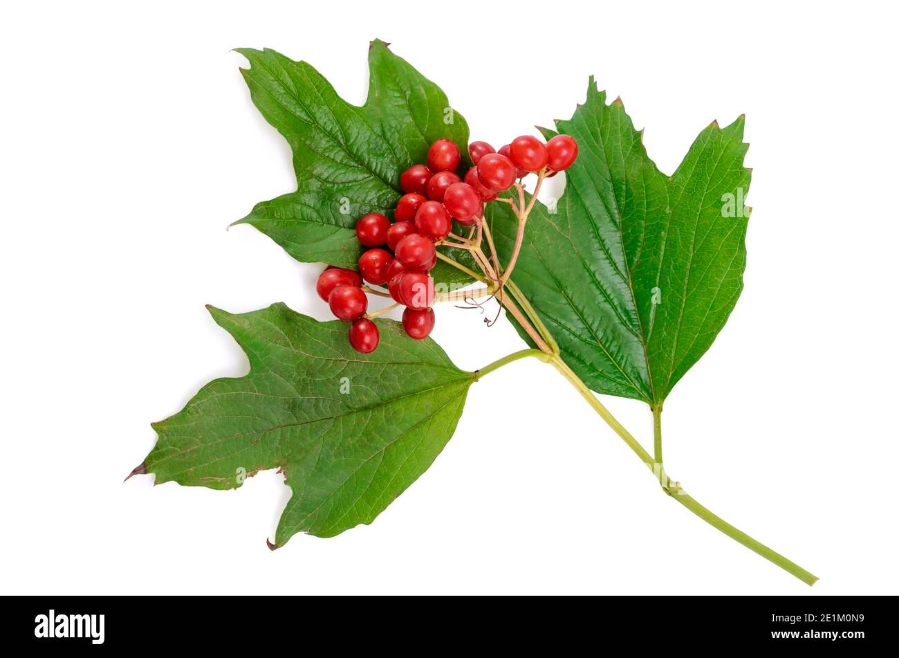 branch and fruits of viburnum on a white background Stock Photo - Alamy