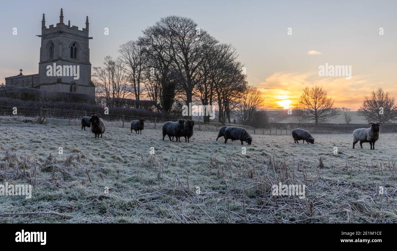Sunset in Garthorpe with Hebridean sheep in a frosty pasture next to the St Marys Church, Leicestershire, England, United Kingdom Stock Photo