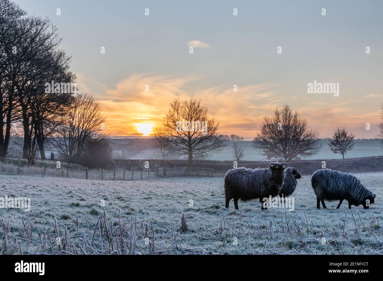 Sunset in Garthorpe with Hebridean sheep in a frosty pasture, Leicestershire, England, United Kingdom Stock Photo