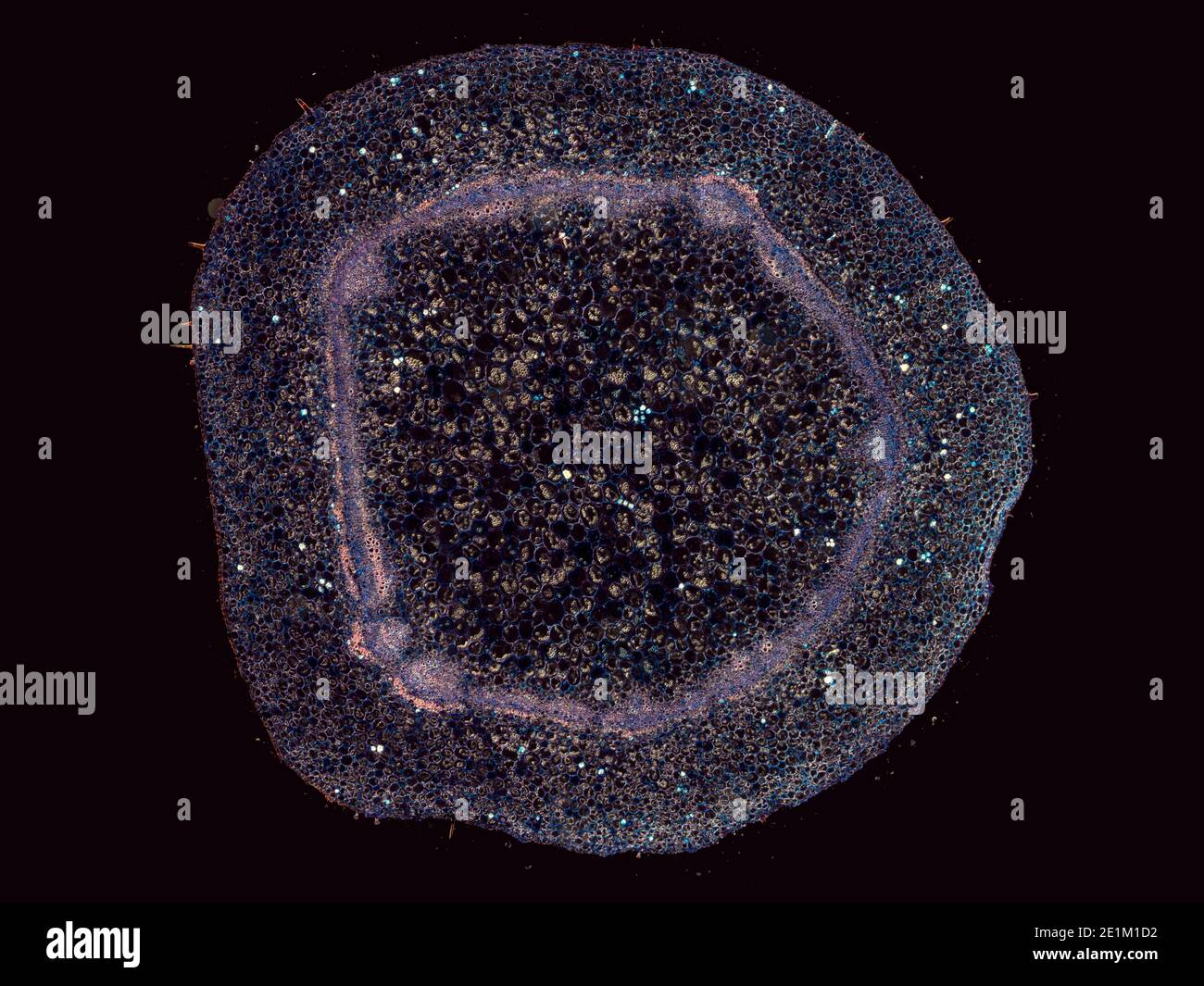 cross section cut under the microscope – microscopic view of plant ...