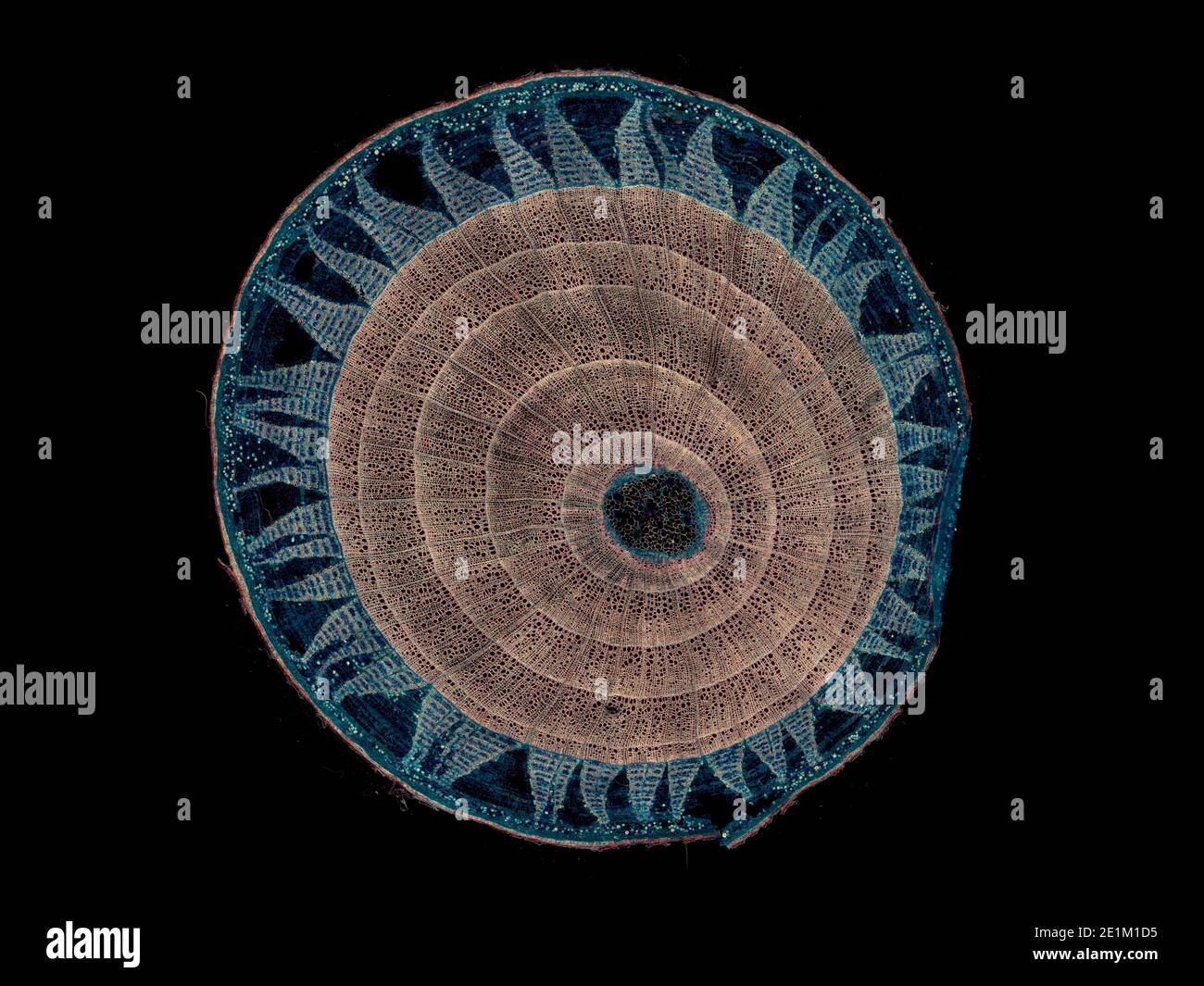 cross section cut under the microscope – microscopic view of plant cells for botanic education Stock Photo