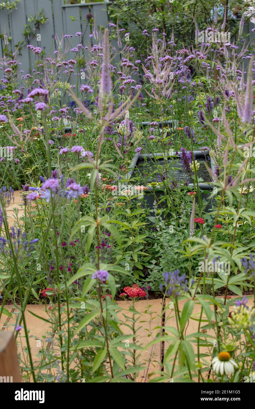 Mixed informal planting of herbaceous plants, including verbena bonariensis. Stock Photo