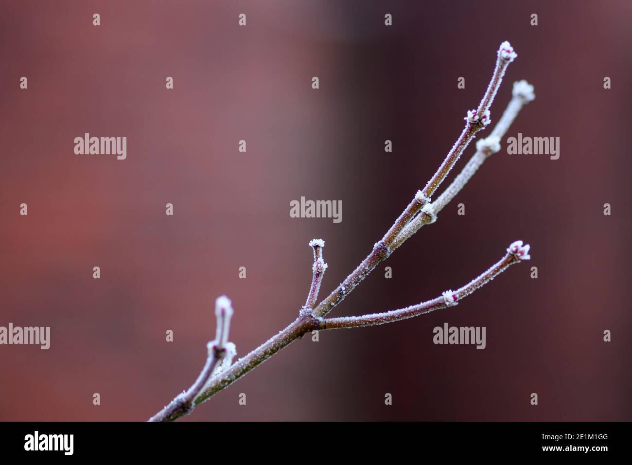Pretty plant branch hi-res stock photography and images - Alamy