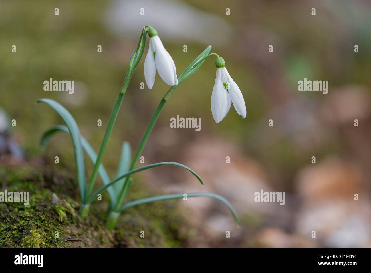 Common Snowdrop (Galanthus nivalis), two plants with flowers, Campania, Italy Stock Photo