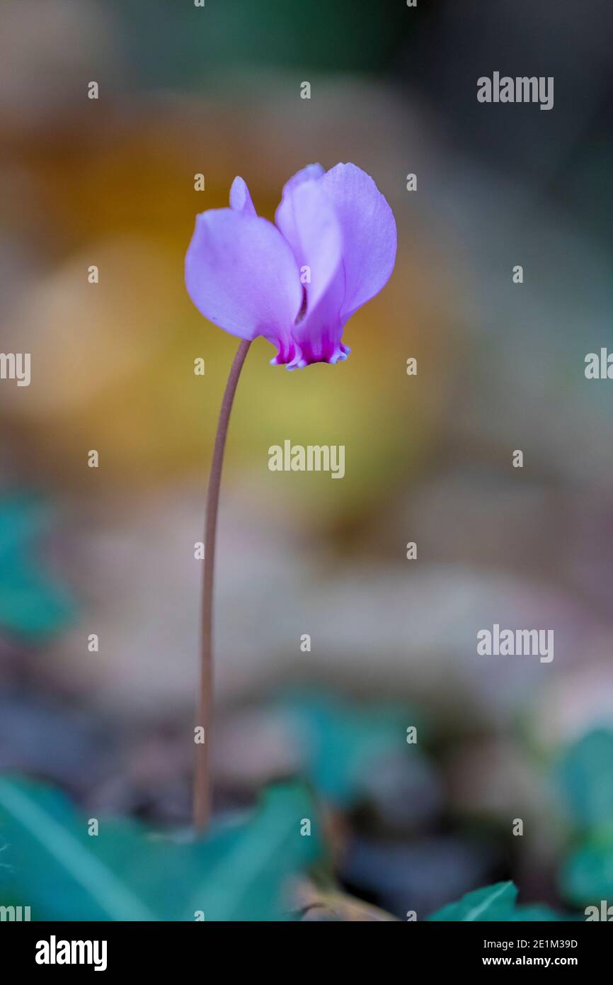 Ivy-leaved Cyclamen (Cyclamen hederifolium), single flower growing from the ground, Campania, Italy Stock Photo