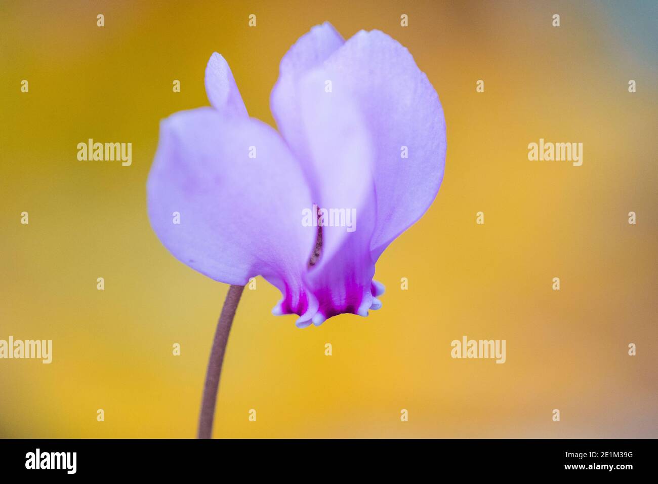 Ivy-leaved Cyclamen (Cyclamen hederifolium), close-up  of the flower, Campania, Italy Stock Photo