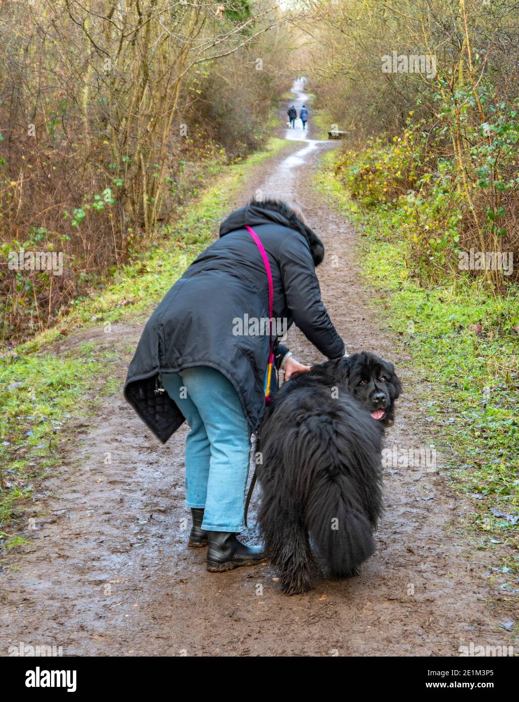 A woman preparing to walk her black adult Newfoundland dog on a muddy path / track / trail in woods in winter, with other dog walkers ahead. Stock Photo