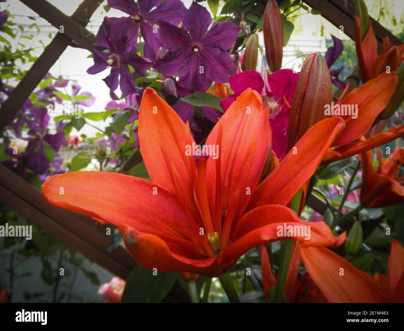 Beautiful garden flower hi-res stock photography and images - Alamy