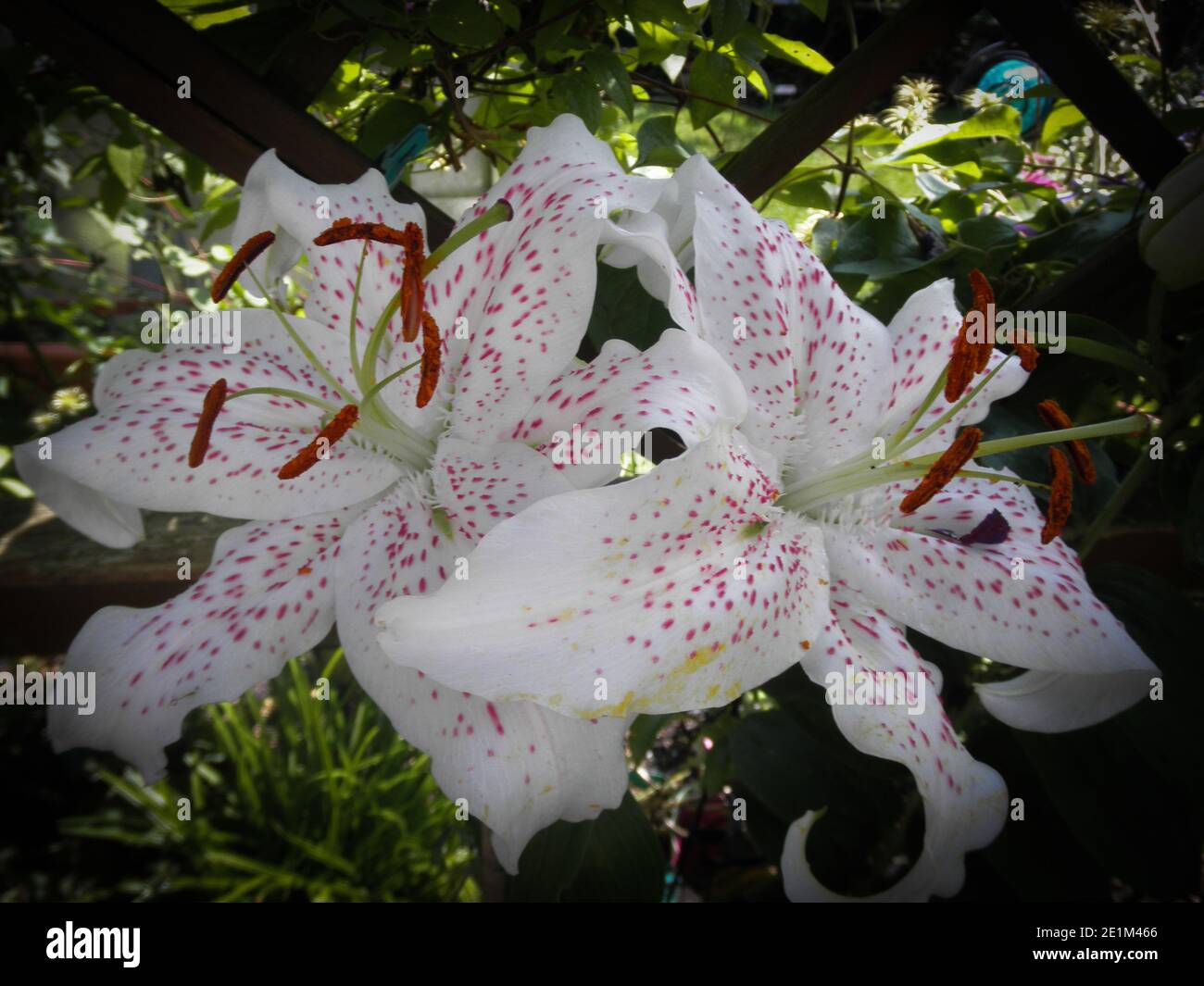Beautiful garden flower hi-res stock photography and images - Alamy