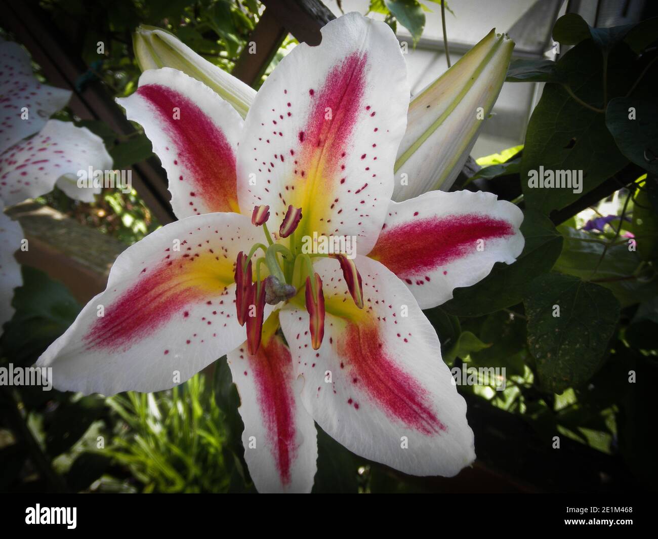 Beautiful garden flower hi-res stock photography and images - Alamy