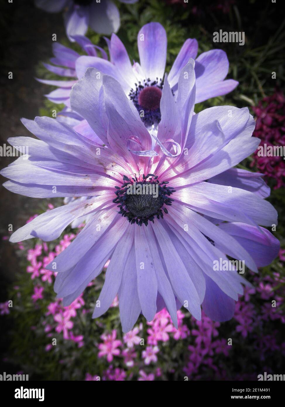 Beautiful garden flower hi-res stock photography and images - Alamy