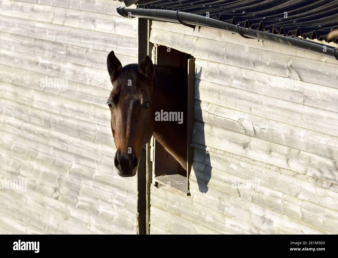 Horse sticking its head out of a window of its stable, Kent, England Stock Photo