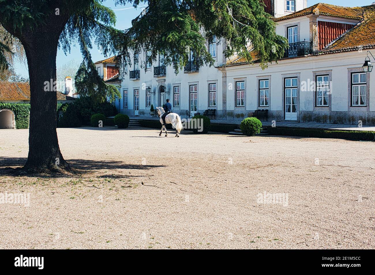 Portugal / Azinhaga /The beautiful estate “Quinta da Broa” is the birthplace of the Veiga horses, one of the four main lineages of the Lusitano breed. Stock Photo