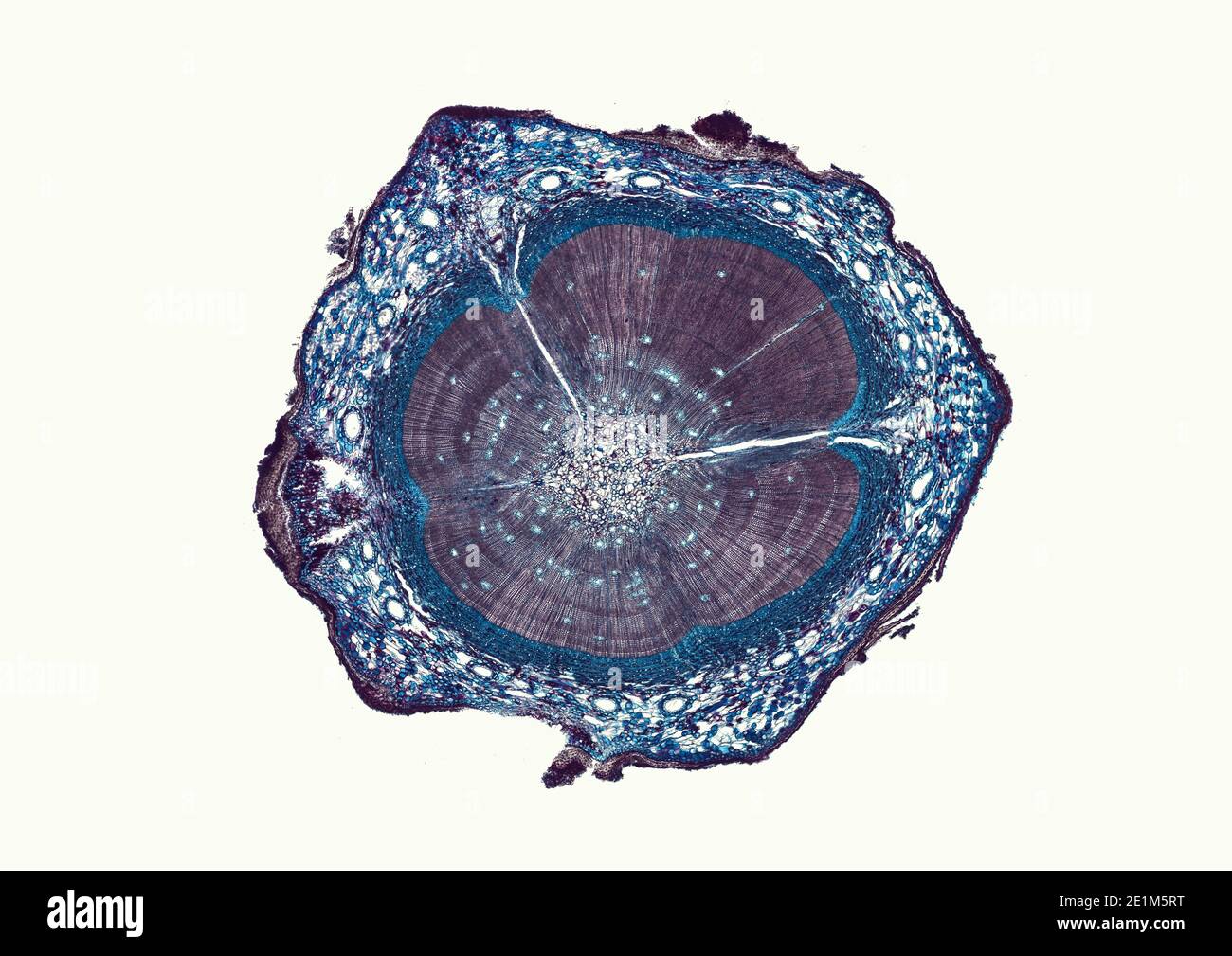 cross section cut under the microscope – microscopic view of plant ...