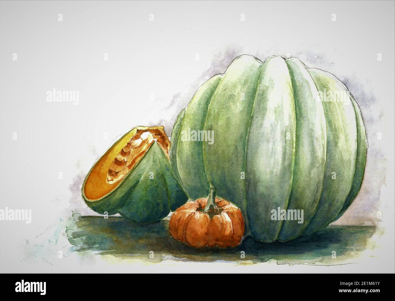 Pumpkins. Green and orange pumpkin painting. Hand drawn watercolour painting on white background. Art work. Painted by the photographer. Stock Photo