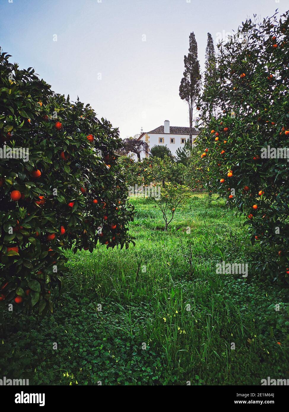 Portugal / Santarem  /Orange trees and garden at the Convento Inn in Chamusca. Stock Photo
