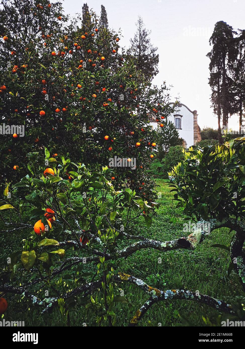 Portugal / Santarem  /The garden with orange trees at the Convento Inn in Chamusca. Stock Photo