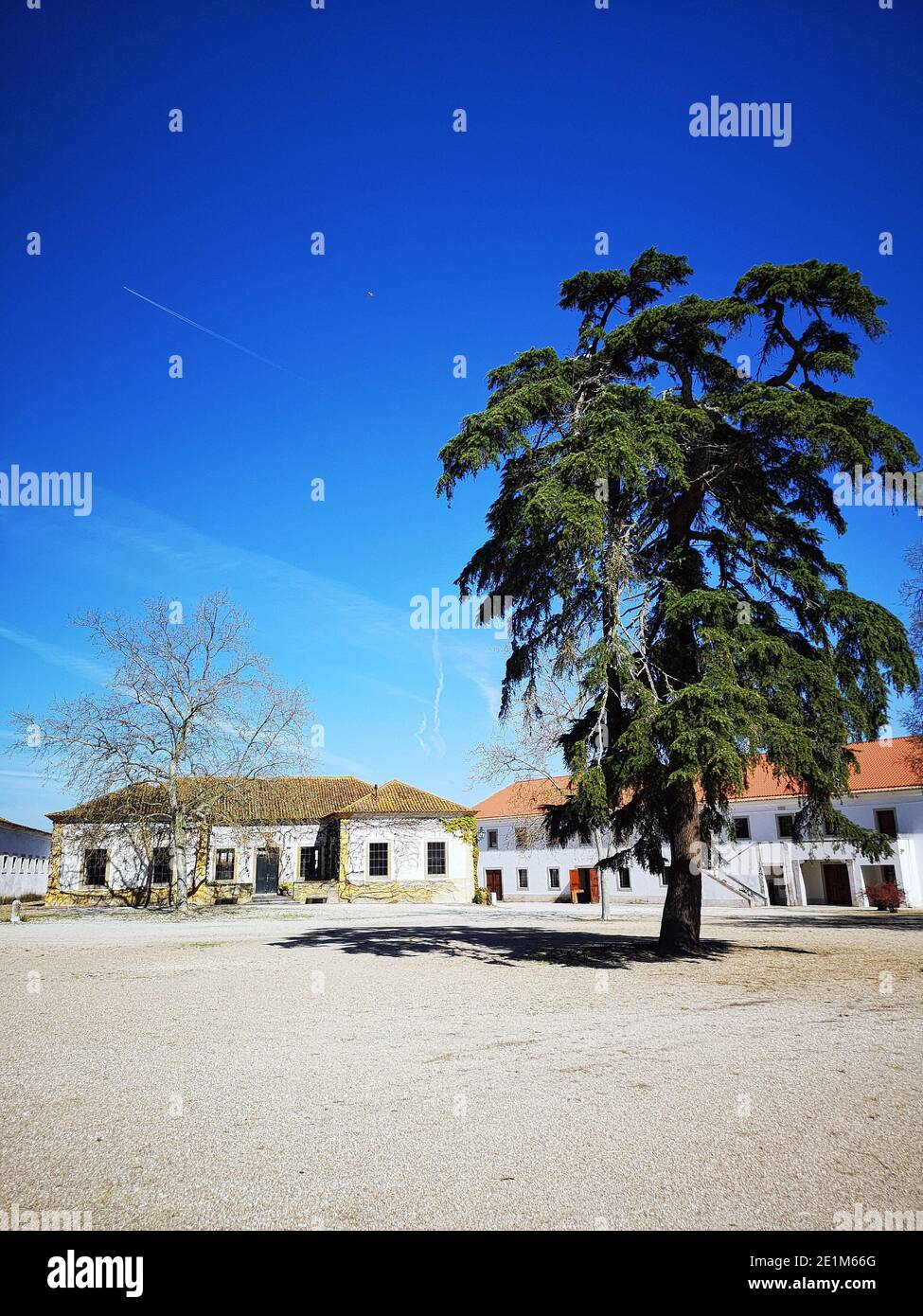 Portugal / Azinhaga /The beautiful estate “Quinta da Broa” isthe birthplace of the Veiga horses, one of the four main lineages of the Lusitano breed. Stock Photo