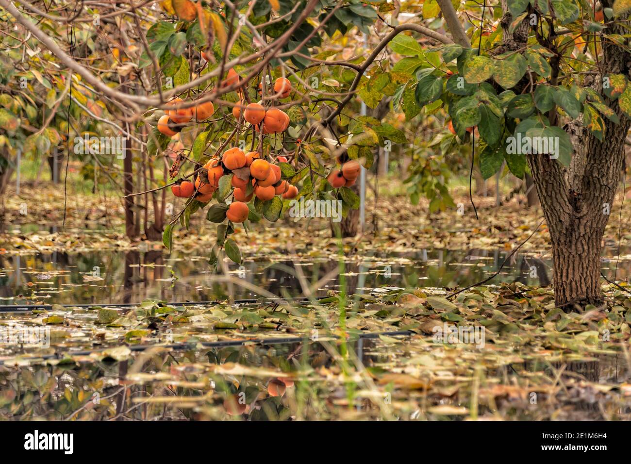 Persimmon trees hires stock photography and images Alamy