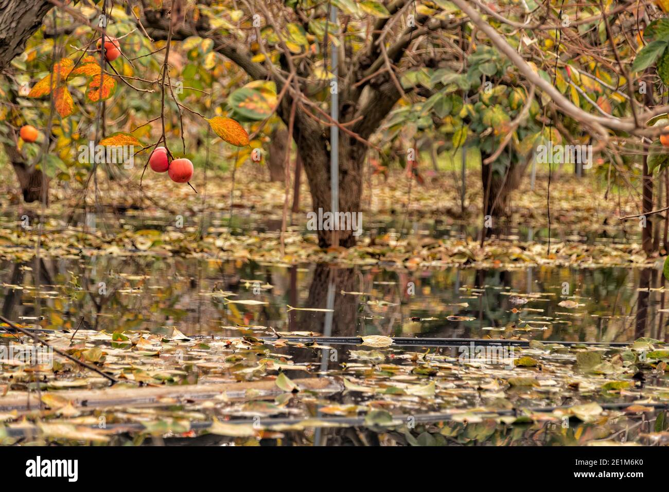 Persimmon trees hires stock photography and images Alamy