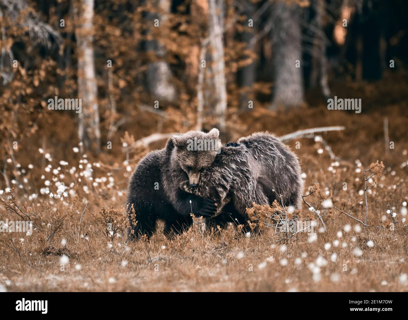 One young brown bear hugs and comforts another bear at edge of forest in Eastern Finland on summer evening. Stock Photo