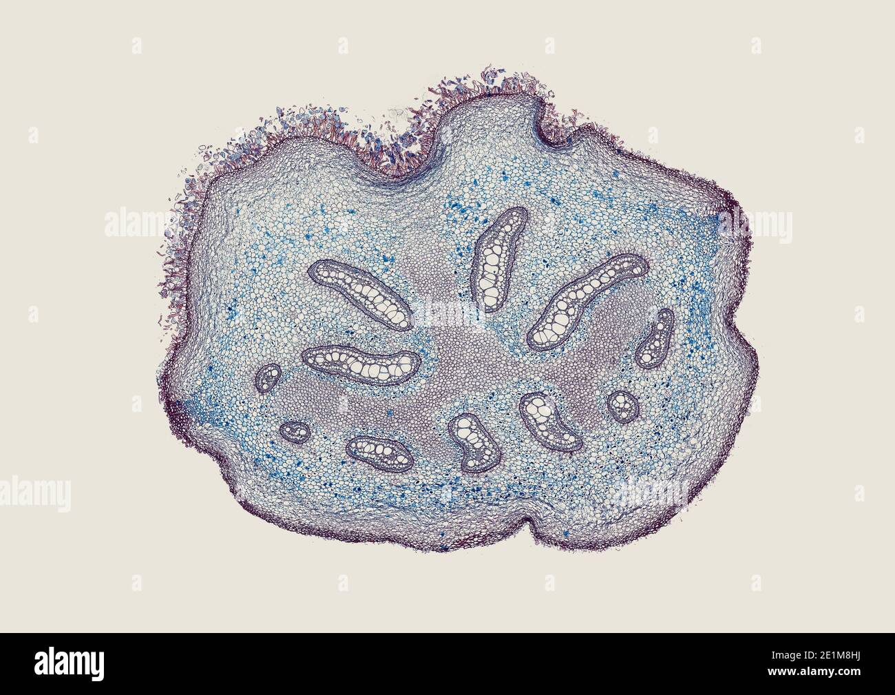 cross section cut under the microscope – microscopic view of plant cells for botanic education Stock Photo