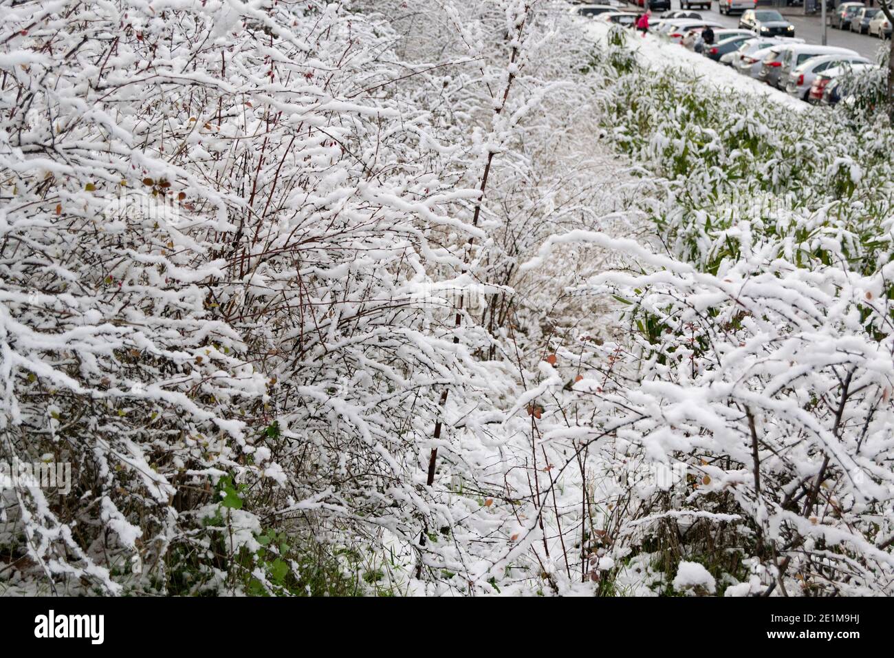 Views of the snow on the branches of the trees and the streets of