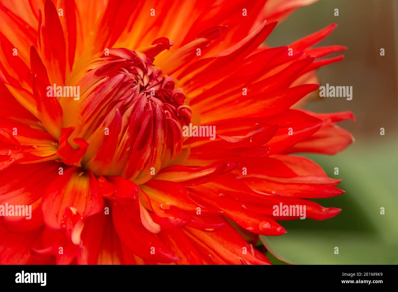 Dalia close up to show it's amazingly vivid colour Stock Photo