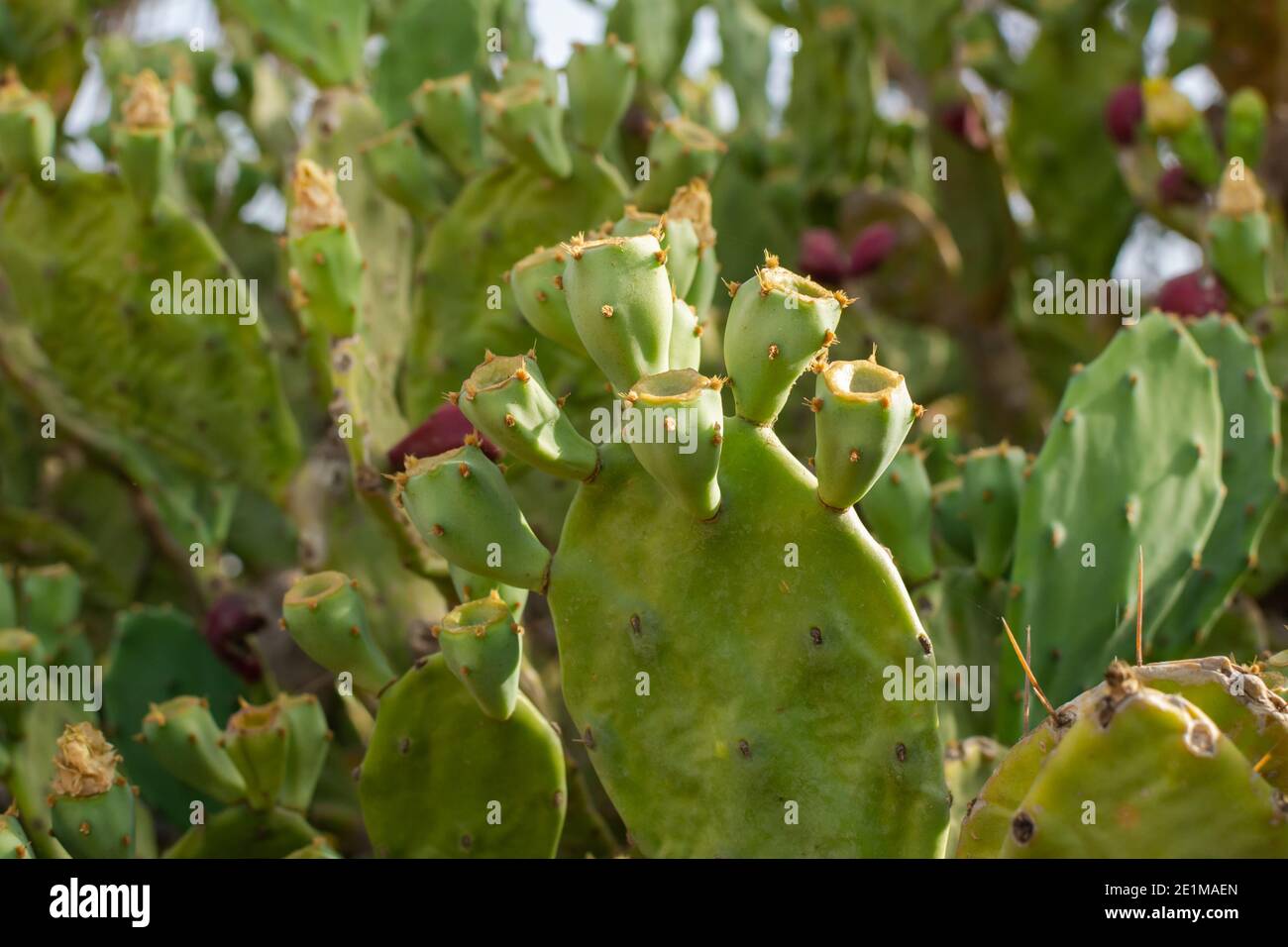 Prickly Pear Cactus in Ayia Napa coast in Cyprus. Opuntia, ficus-indica, Indian fig opuntia, barbary fig Stock Photo