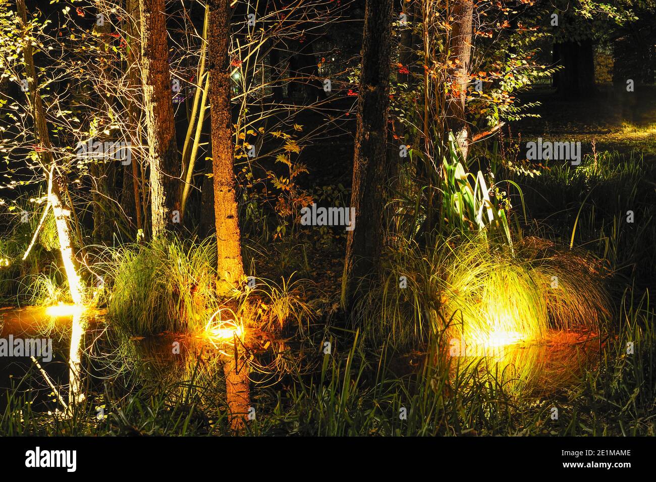 Illuminated trees by water Stock Photo - Alamy