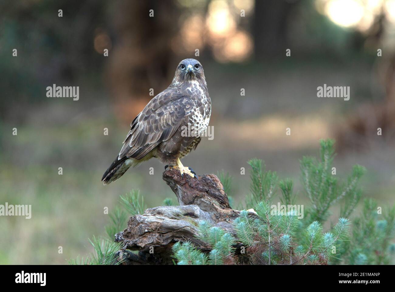 Common buzzard with the last evening lights in a pine forest Stock Photo